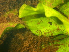 Pistia stratiotes