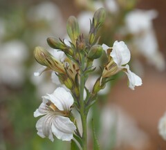Goodenia albiflora