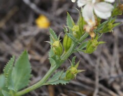 Goodenia albiflora