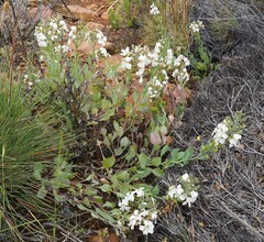 Goodenia albiflora