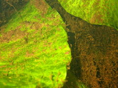 Pistia stratiotes