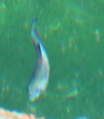 Cyprinodon nevadensis