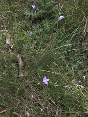 Wahlenbergia stricta