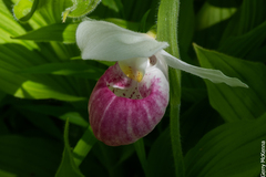 Cypripedium reginae