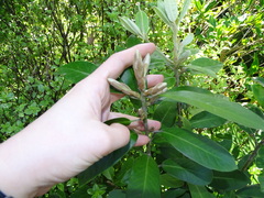 Pittosporum ralphii