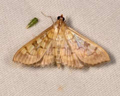 Mimorista subcostalis