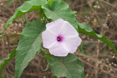 Ipomoea carnea