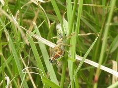 Phoetaliotes nebrascensis