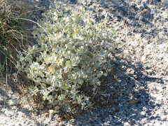 Atriplex hymenelytra