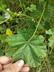 Malva nicaeensis