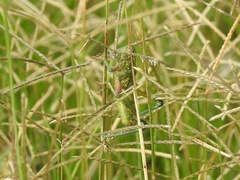 Campylacantha olivacea