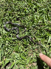 Cacophis harriettae