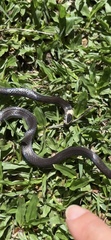 Cacophis harriettae