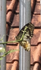 Papilio demoleus