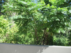 Sapindaceae
