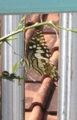 Papilio demoleus