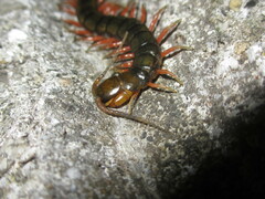 Scolopendra japonica