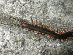 Scolopendra japonica
