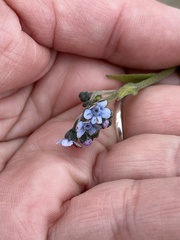 Cynoglossum australe