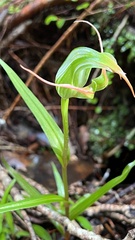 Pterostylis patens