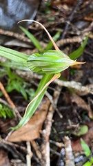 Pterostylis patens