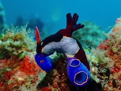 Nembrotha chamberlaini