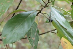 Persea borbonia