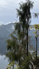 Dacrydium cupressinum