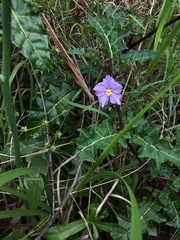 Solanum prinophyllum