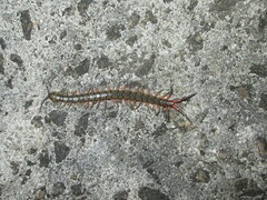 Scolopendra japonica