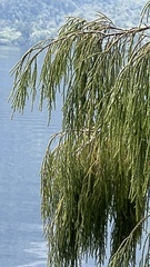 Dacrydium cupressinum