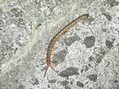 Scolopendra japonica