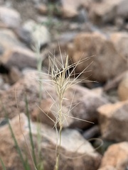 Aristida adscensionis