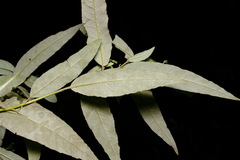 Olearia lirata