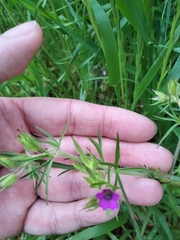 Geranium dissectum