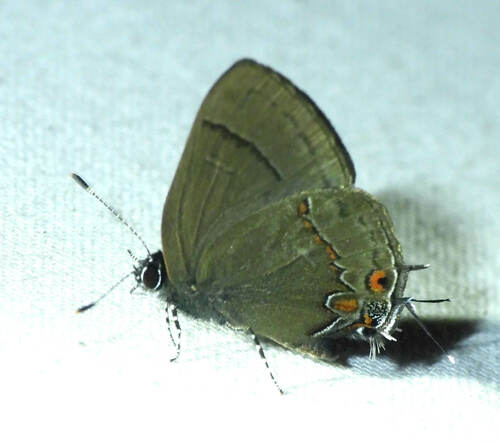 Calycopis anastasia