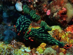 Nembrotha kubaryana