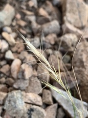 Aristida adscensionis