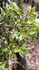 Phyllocladus alpinus