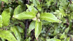 Phyllocladus alpinus
