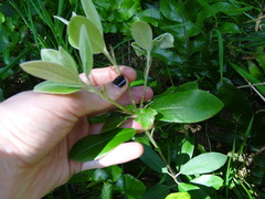 Pittosporum