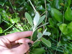 Pittosporum