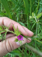 Geranium dissectum