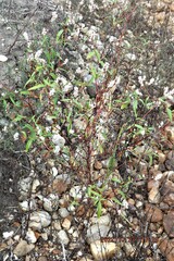 Persicaria bicornis