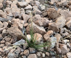 Aristida adscensionis