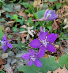 Delphinium ajacis
