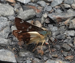 Dalla dimidiatus lilla