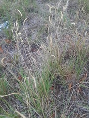 Bouteloua gracilis