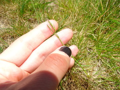 Festuca rubra