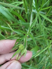 Geranium dissectum